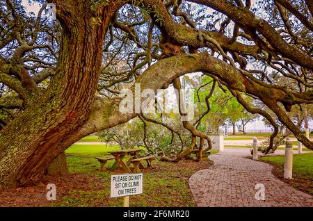 Eine lebende Eiche des Südens steht vor der Jefferson Davis Presidential Library and Museum, 27. März 2021, in Biloxi, Mississippi. (Foto mit dem Auto Stockfoto