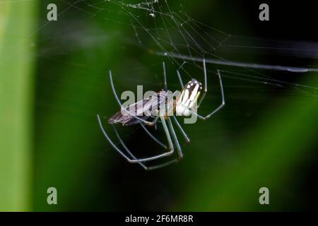 Ein Orchard-Orbweaver, Leucauge venusta, der sich auf einer Fliege ernährt. Stockfoto