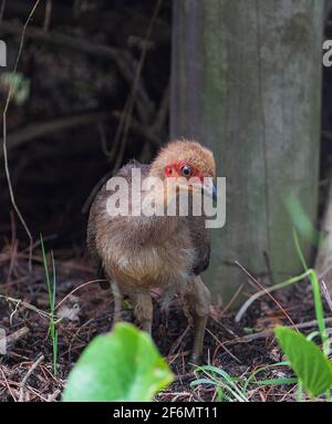 Vertikale Ansicht eines jungen australischen pinseltukens (Alectura lathami), der im Wald auf Nahrungssuche ist, Carmila Beach, Queensland, Australien Stockfoto