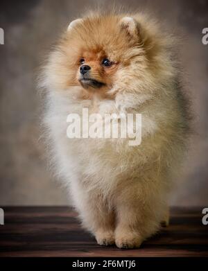 Porträt eines Zwergwelpen-spitz Stockfoto