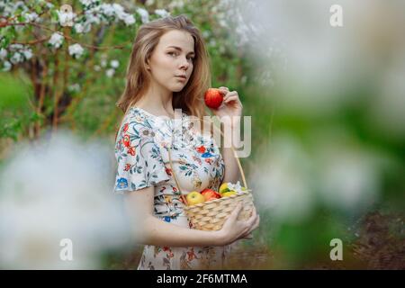 In den Händen einer Frau Weidenkorb mit reifen Äpfel rot und grün Stockfoto