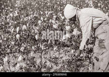 Afroamerikaner pflücken Baumwolle auf Plantage außerhalb Clarksdale, Mississippi Delta, Mississippi. 1939. Stockfoto