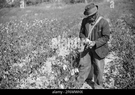 Afroamerikaner pflücken Baumwolle auf Plantage außerhalb Clarksdale, Mississippi Delta, Mississippi. 1939. Stockfoto