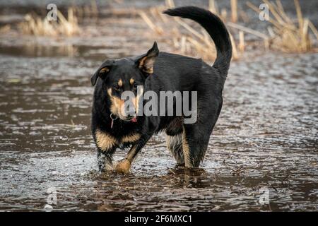 Ein Fisch namens Tigger. Mein Hund, der zum Teil Fisch ist, liebt es, mit zu markieren, während ich Scout und neigen dazu, Jalousien im Sumpf auf unserem Door County Grundstück zu fotografieren. Stockfoto