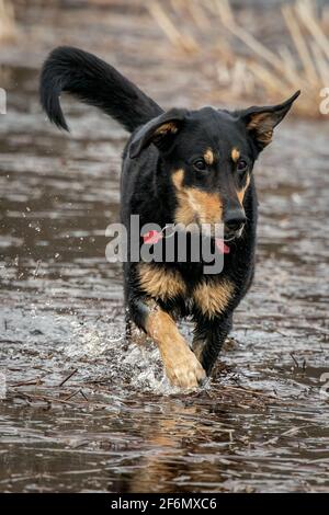 Ein Fisch namens Tigger. Mein Hund, der zum Teil Fisch ist, liebt es, mit zu markieren, während ich Scout und neigen dazu, Jalousien im Sumpf auf unserem Door County Grundstück zu fotografieren. Stockfoto