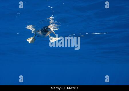 Juveniler Braunbauch, Sula leucogaster, schwimmend auf dem Ozean vor South Kona, Hawaii Island ( The Big Island ) Hawaii, USA ( Central Pacific Ocean ) Stockfoto