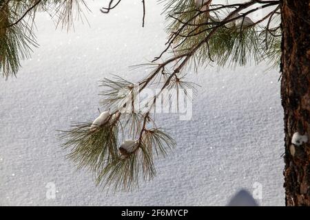 Glitzernder Schnee auf Kiefernästen nach einem Wintersturm In Prescott, Arizona Stockfoto