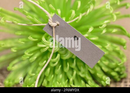 Grüne Blume mit Namensschild für einen Hochzeitsempfang Stockfoto