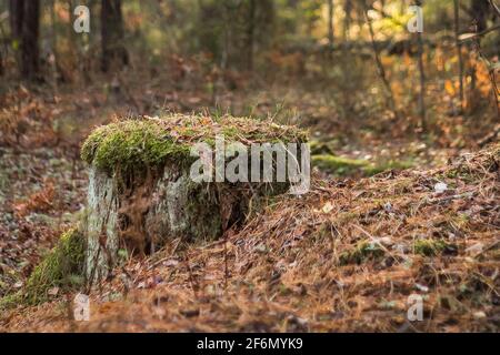 Alter Stumpf im herbstlichen Waldhintergrund mit grünem Moos bedeckt. Stockfoto