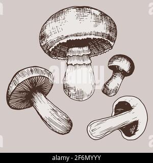 Bunte Champignons Pilze Set mit verschiedenen Formen und Größen, isoliert auf beigem Hintergrund. Vegetarisches Bio-Produkt. Ideal für Menü, Etikett Stock Vektor