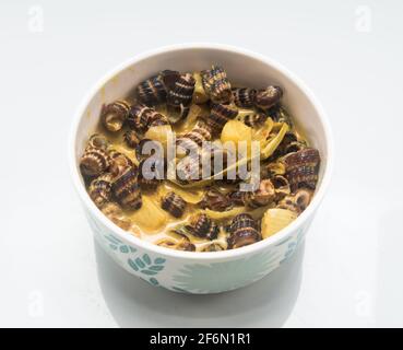 Traditionelle malaiische Gerichte mit Meeresschnecke in Kokosnusscreme oder „Siput sedut Masak Lemak Chili API“. Sein wissenschaftlicher Name ist Cerithidea obtusa, eine Art von se Stockfoto