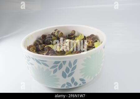 Traditionelle malaiische Gerichte mit Meeresschnecke in Kokosnusscreme oder „Siput sedut Masak Lemak Cili API“. Sein wissenschaftlicher Name ist Cerithidea obtusa, eine Meeresart Stockfoto