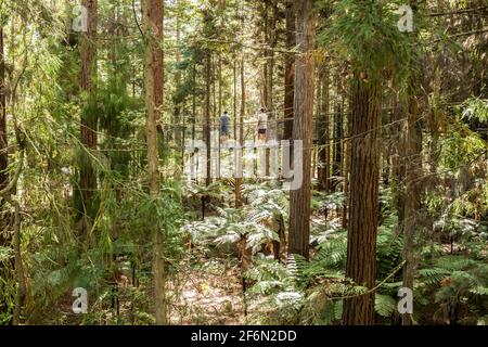 Ein Roadtrip um die Ostküste der Nordinsel Neuseelands. Rotorua Redwood Treetops Treewalk. Neville Marriner Leica M10 Stockfoto