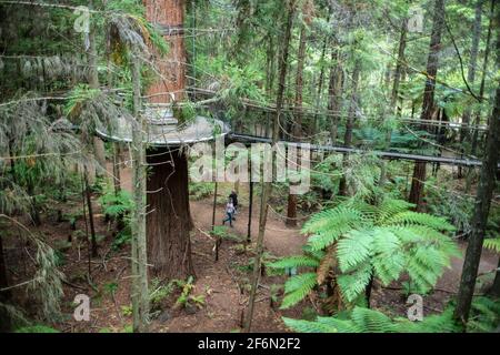 Ein Roadtrip um die Ostküste der Nordinsel Neuseelands. Rotorua Redwood Treetops Treewalk. Neville Marriner Leica M10 Stockfoto