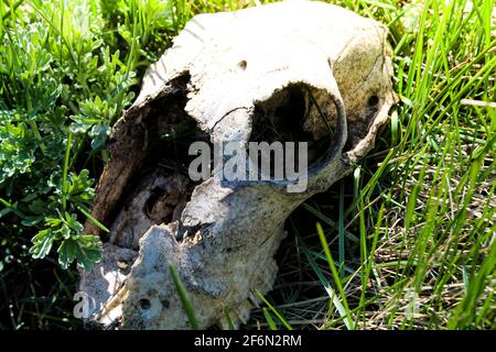 Knochen im Gras. Fossile Tiere bei Ausgrabungen. Dinosaurier- und Reptilienknochen. Stockfoto