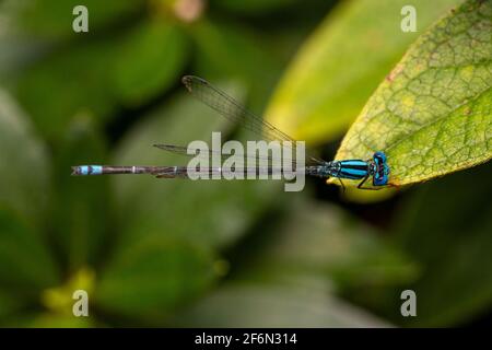 Von oben nach unten Aufnahme einer blauen Damselfliege mit transparenten Flügeln Stockfoto