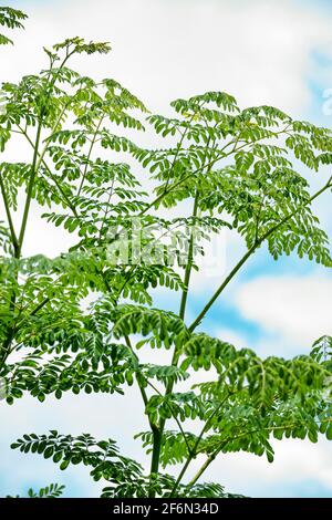 moringa oleifera Pflanzen Stockfoto