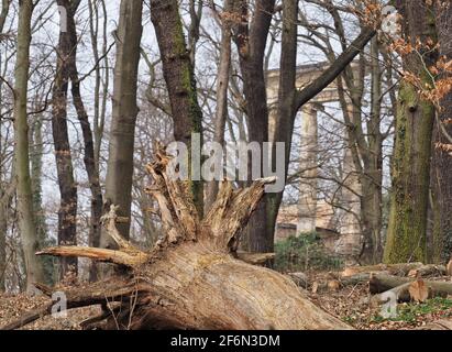 Potsdam, Deutschland. März 2021. Ein umgestürzter Baum ohne Rinde liegt auf dem Ruin Mountain in einem abgesperrten Waldgebiet. In den extremen Dürrejahren 2018 bis 2020, vor allem auf dem sandigen Hügel des Berges, vertrockneten die Baumkronen teilweise und so starben alte Bäume. Um die Regeneration des Baumbestandes zu erreichen, wurden seit dem vergangenen Jahr verschiedene Verfahren zur Stabilisierung des Holzbestandes auf eingezäunten Flächen erprobt. (To dpa: 'Der Klimawandel bringt den historischen Park von Potsdam-Sanssouci in Not') Quelle: Soeren Sache/dpa-Zentralbild/dpa/Alamy Live News Stockfoto