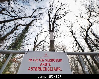 26. März 2021, Brandenburg, Potsdam: Ein Schild 'Komm nicht herein. Akute Gefahr von Ast Bruch." hängt auf Ruin Mountain vor einem abgesperrten Waldgebiet. In den extremen Dürrejahren von 2018 bis 2020, vor allem auf dem sandigen Hügel des Berges, vertrockneten die Baumkronen teilweise und so starben alte Bäume. Um die Regeneration des Baumbestandes zu erreichen, wurden seit dem vergangenen Jahr verschiedene Verfahren zur Stabilisierung des Holzbestandes auf eingezäunten Flächen erprobt. (To dpa: 'Der Klimawandel bringt den historischen Park von Potsdam-Sanssouci in Not') Foto: Soeren Stache/dpa-Zentralbild/ Stockfoto