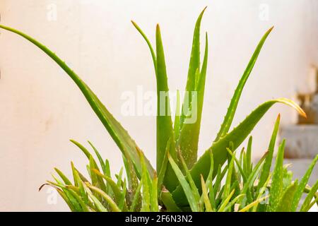 aloe Vera (Gattung Aloe) Pflanze wächst im Topf. Stockfoto