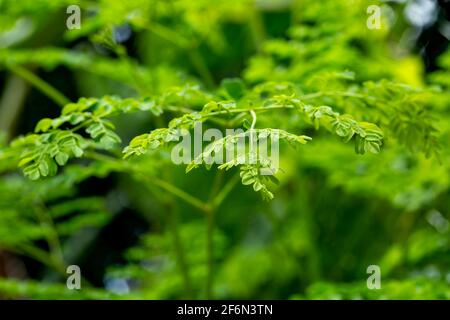 Moringa Oleifera Pflanzen. Stockfoto