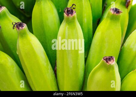 Haufen von grünen Bananenhaufen Stockfoto