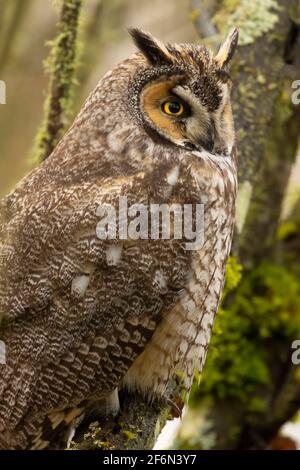 Langohreule (ASIO otus), Ankeny National Wildlife Refuge, Oregon Stockfoto