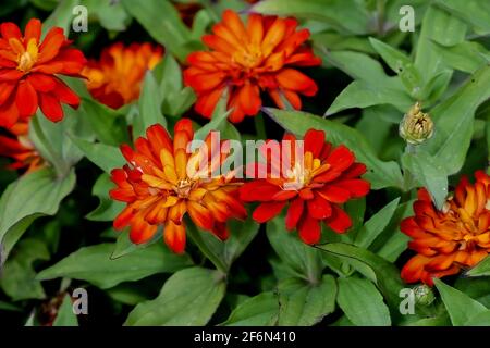 Blume der 'eleganten Zinnia' oder 'Garten Zinnia', Zinnia violacea, Zinnia elegans, im Sommer, Bayern, Deutschland Stockfoto