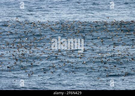 Floß mit gemeiner Murre (Uria aalge), Yaquina Head Outstanding Natural Area, Newport, Oregon Stockfoto