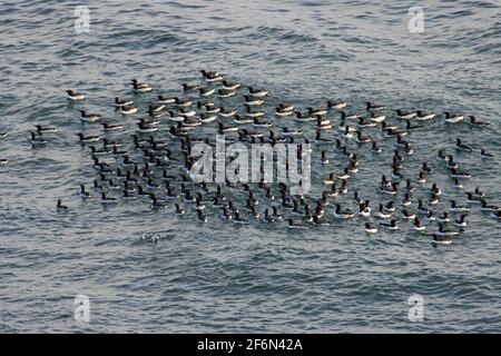 Floß mit gemeiner Murre (Uria aalge), Yaquina Head Outstanding Natural Area, Newport, Oregon Stockfoto