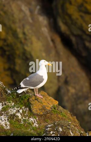 Möwe, herausragende Naturraum Yaquina Head, Newport, Oregon Stockfoto