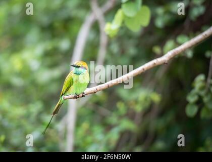 Bienenfresser (lat. Merops Orientalis Ceylonicus) im Udawalawe National Park auf der Insel Sri Lanka Stockfoto