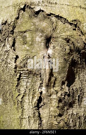 Europäische Buchenrinde Nahaufnahme Textur Knoten Stockfoto