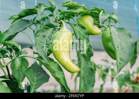 Im Garten wachsen Pfefferplantagen. Frische saftige grüne Paprika auf dem Busch. Landwirtschaft, Landwirtschaft. Landschaft mit landwirtschaftlichen Flächen. Pflanzen Stockfoto