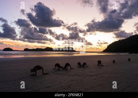 Silhouetten von Kängurus, die sich bei Sonnenaufgang am Strand füttern, Cape Hillsborough, Queensland, QLD, Australien Stockfoto