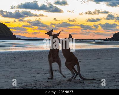 Zwei männliche Agile Wallabies (Macropus agilis) kämpfen bei Sonnenaufgang am Strand, Cape Hillsborough, Queensland, QLD, Australien Stockfoto