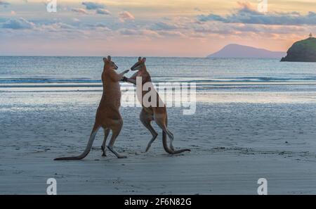 Zwei männliche Agile Wallabies (Macropus agilis) kämpfen bei Sonnenaufgang am Strand, Cape Hillsborough, Queensland, QLD, Australien Stockfoto