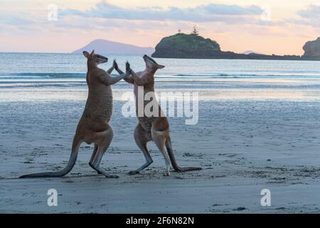 Zwei männliche Agile Wallabies (Macropus agilis) kämpfen bei Sonnenaufgang am Strand, Cape Hillsborough, Queensland, QLD, Australien Stockfoto