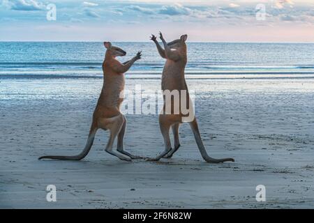 Zwei männliche Agile Wallabies (Macropus agilis) kämpfen bei Sonnenaufgang am Strand, Cape Hillsborough, Queensland, QLD, Australien Stockfoto