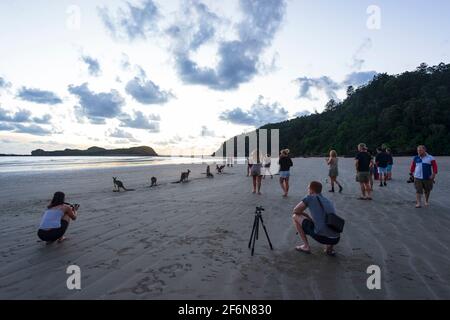 Touristen beobachten Kängurus am Strand bei Sonnenaufgang, eine beliebte Touristenattraktion in Cape Hillsborough, Queensland, QLD, Australien Stockfoto