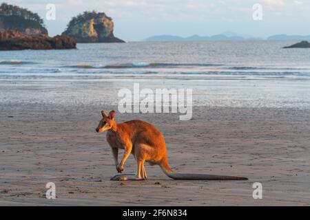 Agile Wallaby (Macropus agilis) steht am Strand bei Sonnenaufgang, Cape Hillsborough, Queensland, QLD, Australien Stockfoto