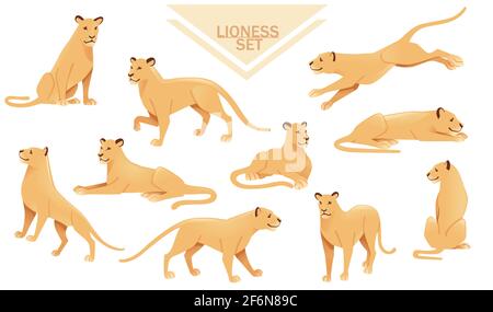 Satz von Löwin weibliche Löwe Tier Cartoon-Design afrikanische Savanne Raubtier Vektor-Illustration auf weißem Hintergrund. Stock Vektor