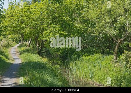 Swansea Canal Nature Reserve, in der Nähe von Godre'r-graig, Neath Port Talbot, South Wales, Großbritannien Stockfoto