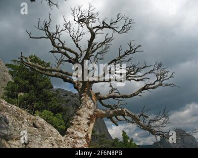 Südlicher Nadelbaum mit einer sich ausbreitenden Krone vor dem Hintergrund dunkler Sturmwolken, apokalyptischer Hintergrund Stockfoto