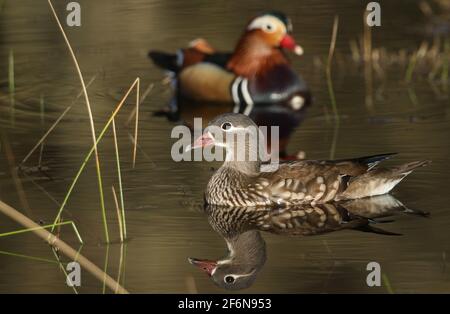Ein Paar wunderschöner wilder Mandarinenten, Aix galericulata, schwimmend auf einem Teich in Großbritannien. Stockfoto