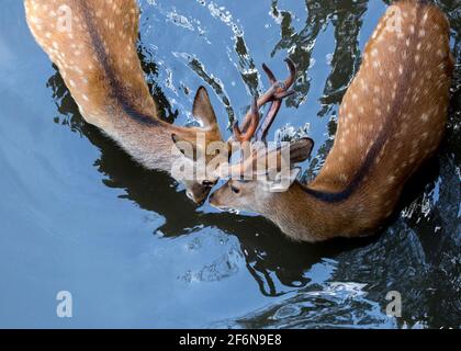 Zwei junge sika-Hirsche berühren Nasen und Geweihe in Nara, Japan. Stockfoto