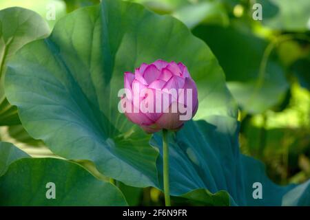 An einem perfekten, sonnigen Sommertag in Asien blüht eine rosa-weiße Lotusblume auf einem ruhigen Zen-Teich in einem wunderschönen japanischen Garten in Kyoto, Japan. Stockfoto