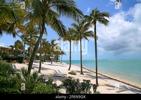 Tropische Palmen schweben auf einem weißen Sandstrand in der Nähe von glitzerndem blauem Wasser im wunderschönen Key West, Florida, dem südlichsten Punkt der USA Stockfoto