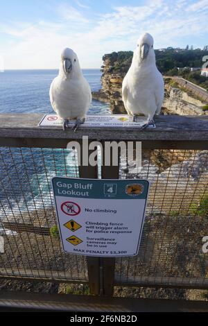 Zwei Cockatoos, die auf einem NICHT KLETTERNDEN ZAUN stehen GAP Bluff Lookout in Sydneys Watsons Bay Stockfoto