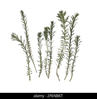 Herbarium. Getrocknete Kräuter. Zusammensetzung der Gras auf einem weißen Hintergrund. Stockfoto